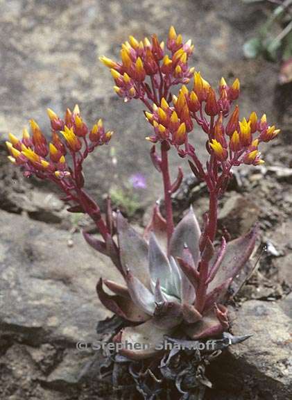 dudleya cymosa ssp cymosa 7 graphic